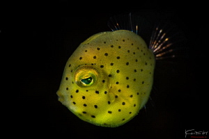 Photo name: Yellow box (Boxfish) by Kelvin H.y. Tan 